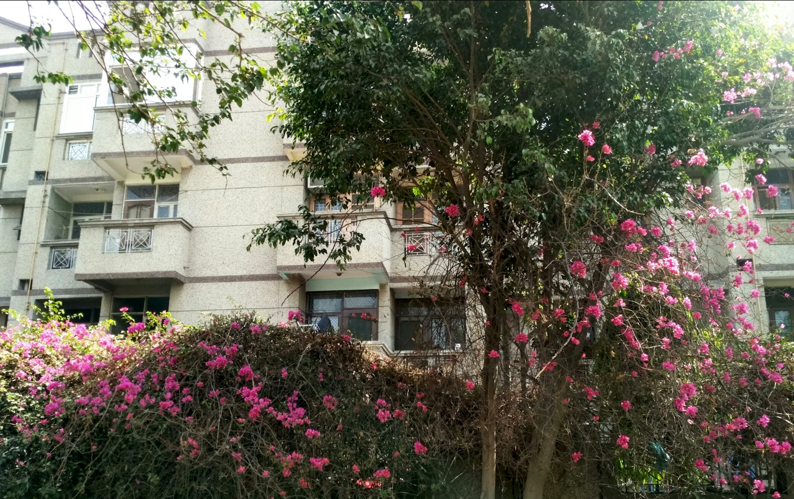 Residential building with a flowering tree in front